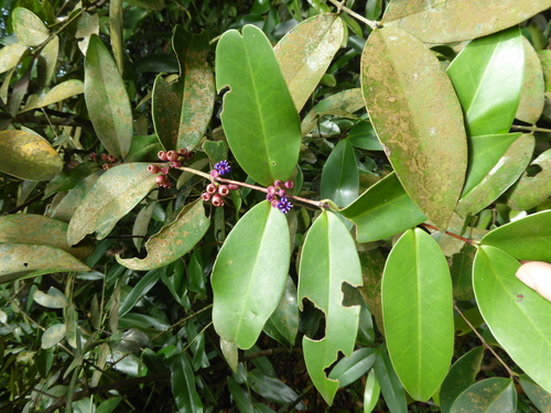Memecylon caeruleum, photograph 4