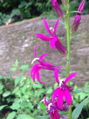 Lobelia × speciosa