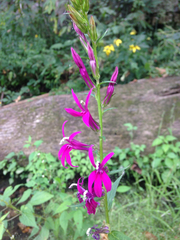 Lobelia × speciosa