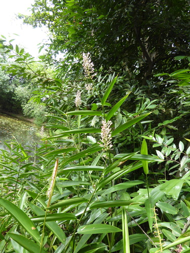 Alpinia aquatica, photograph 3