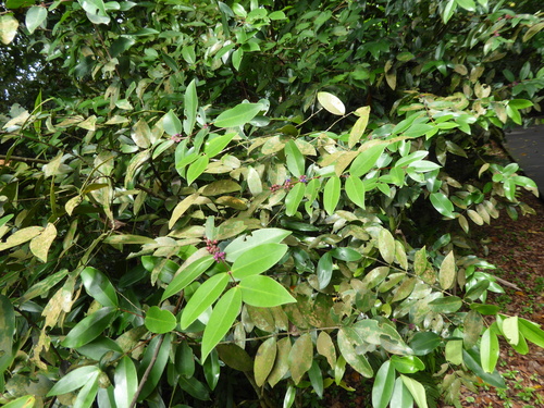 Memecylon caeruleum, photograph 3