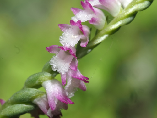 Spiranthes sinensis iNat (3)