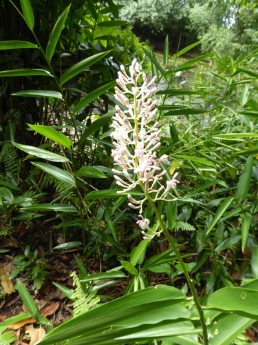 Alpinia aquatica, photograph 2