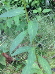 Lobelia × speciosa