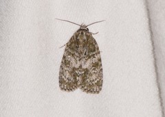 Acronicta retardata