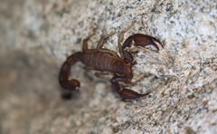 Pseudouroctonus santarita