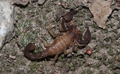 Pseudouroctonus santarita