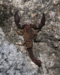 Pseudouroctonus santarita