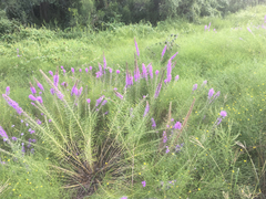 Liatris punctata mucronata