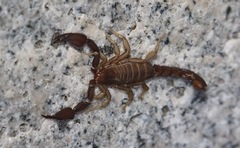 Pseudouroctonus santarita