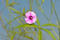 Ipomoea heptaphylla