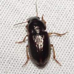 Selenophorus palliatus