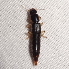 Pinophilus