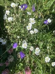 Cerastium tomentosum