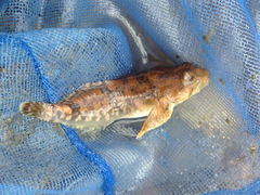Cottus immaculatus