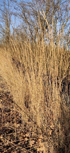 Image of Thinopyrum intermedium by (c) Ondřej Křivan, some rights reserved (CC BY)