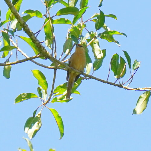 Brown Tanager (Orchesticus abeillei), photo 9