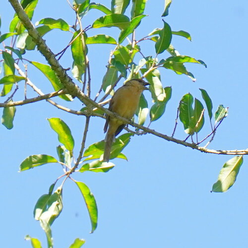 Brown Tanager (Orchesticus abeillei), photo 5