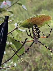 Argiope aurantia image