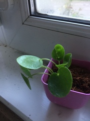 Pilea peperomioides