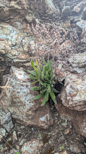 Image of Dudleya abramsii by no rights reserved