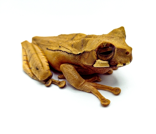 Horned Marsupial Frog, Gastrotheca cornuta