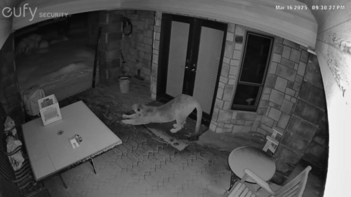 Mountain Lion photographed in Oregon