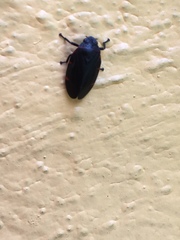 Insecta