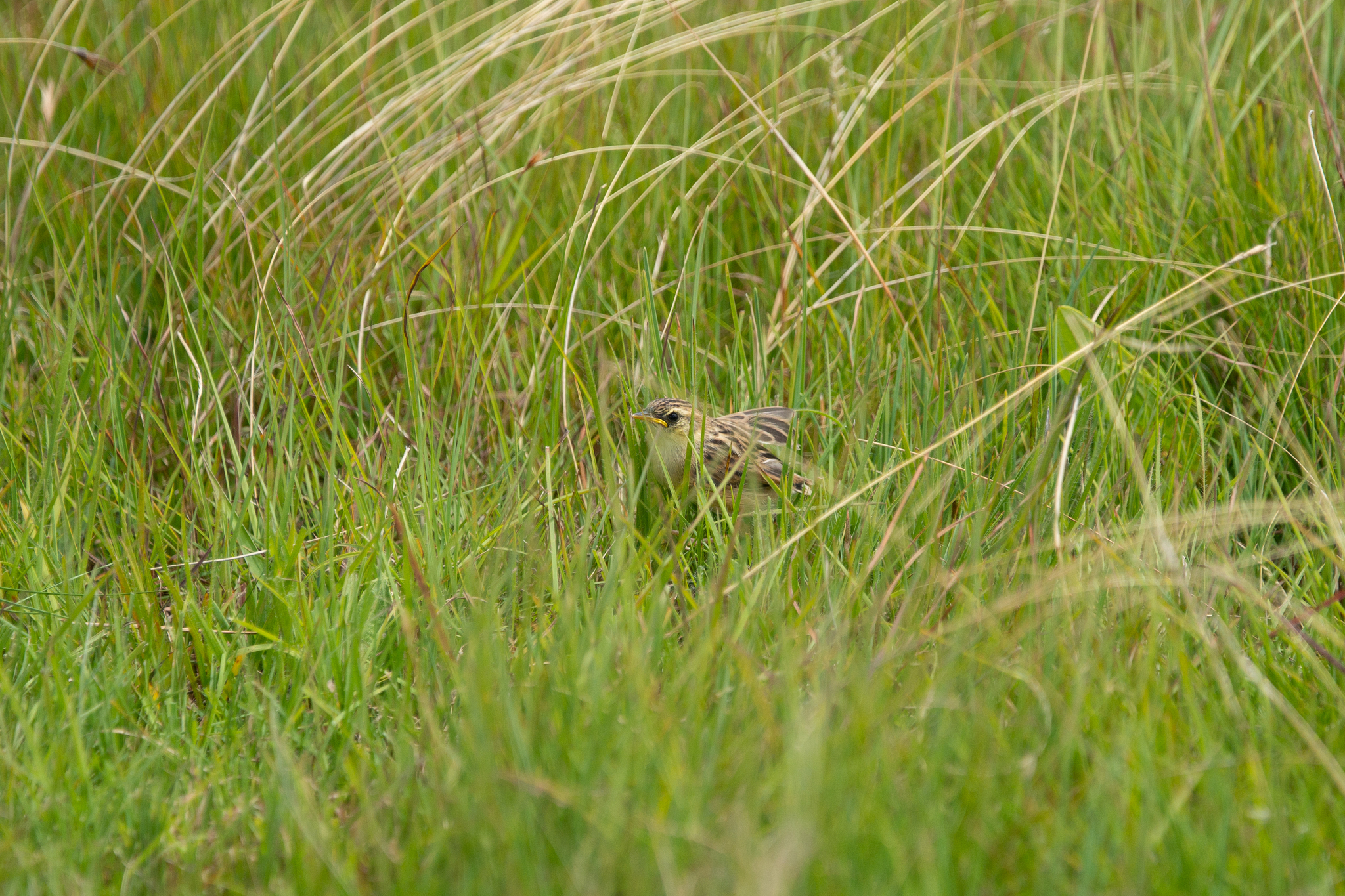 Wing-snapping Cisticola (Cisticola ayresii), photo 8