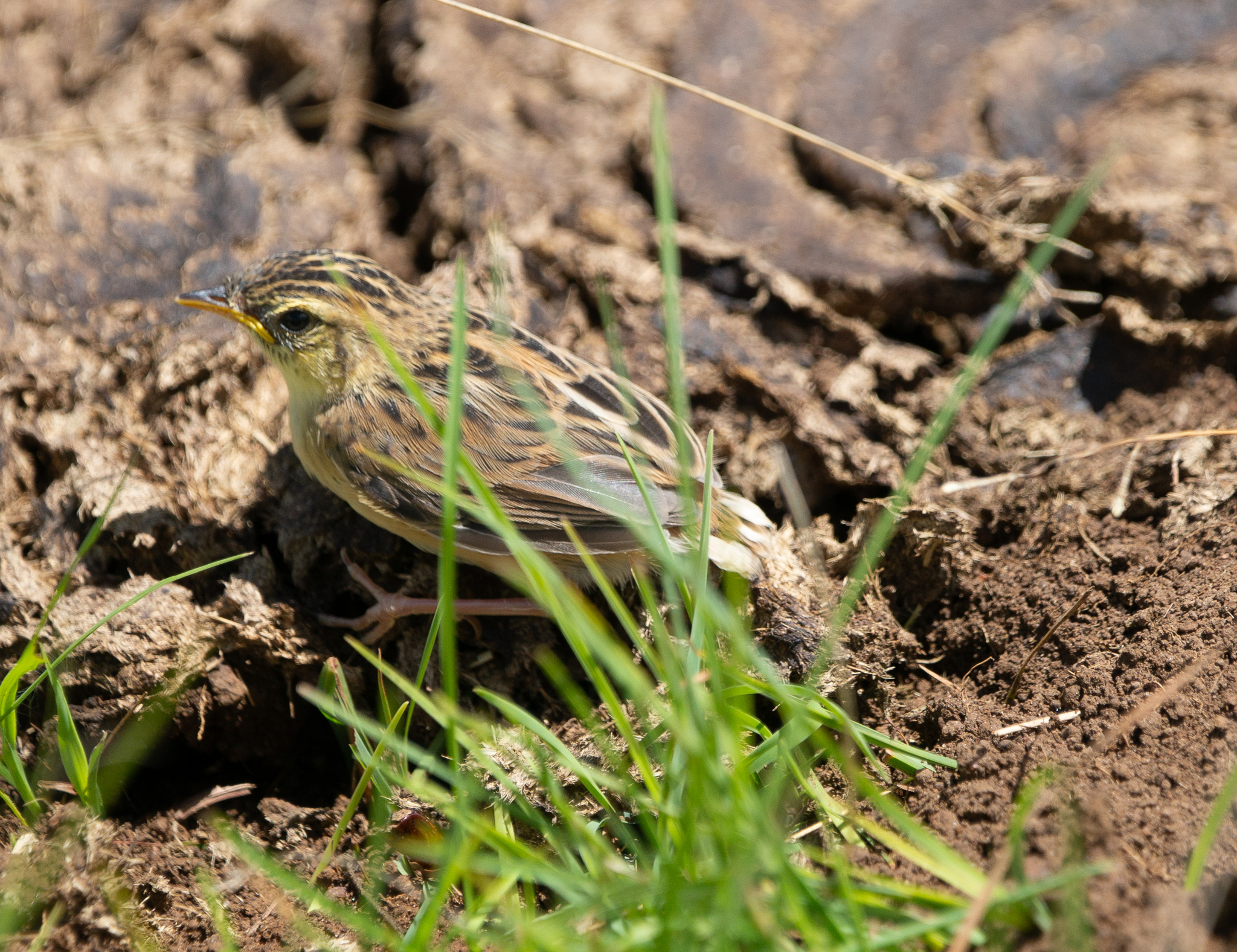 Wing-snapping Cisticola (Cisticola ayresii), photo 3