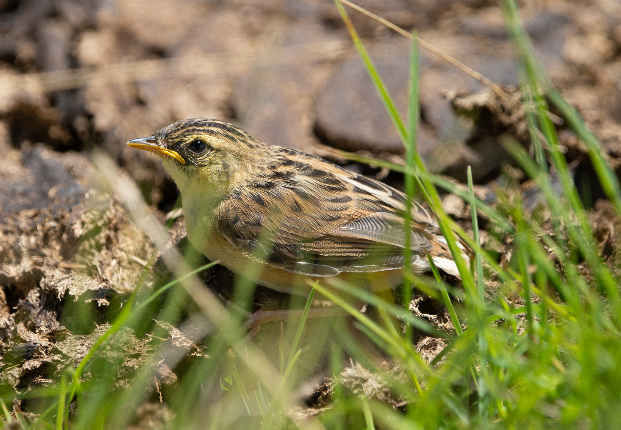 Wing-snapping Cisticola (Cisticola ayresii), photo 4