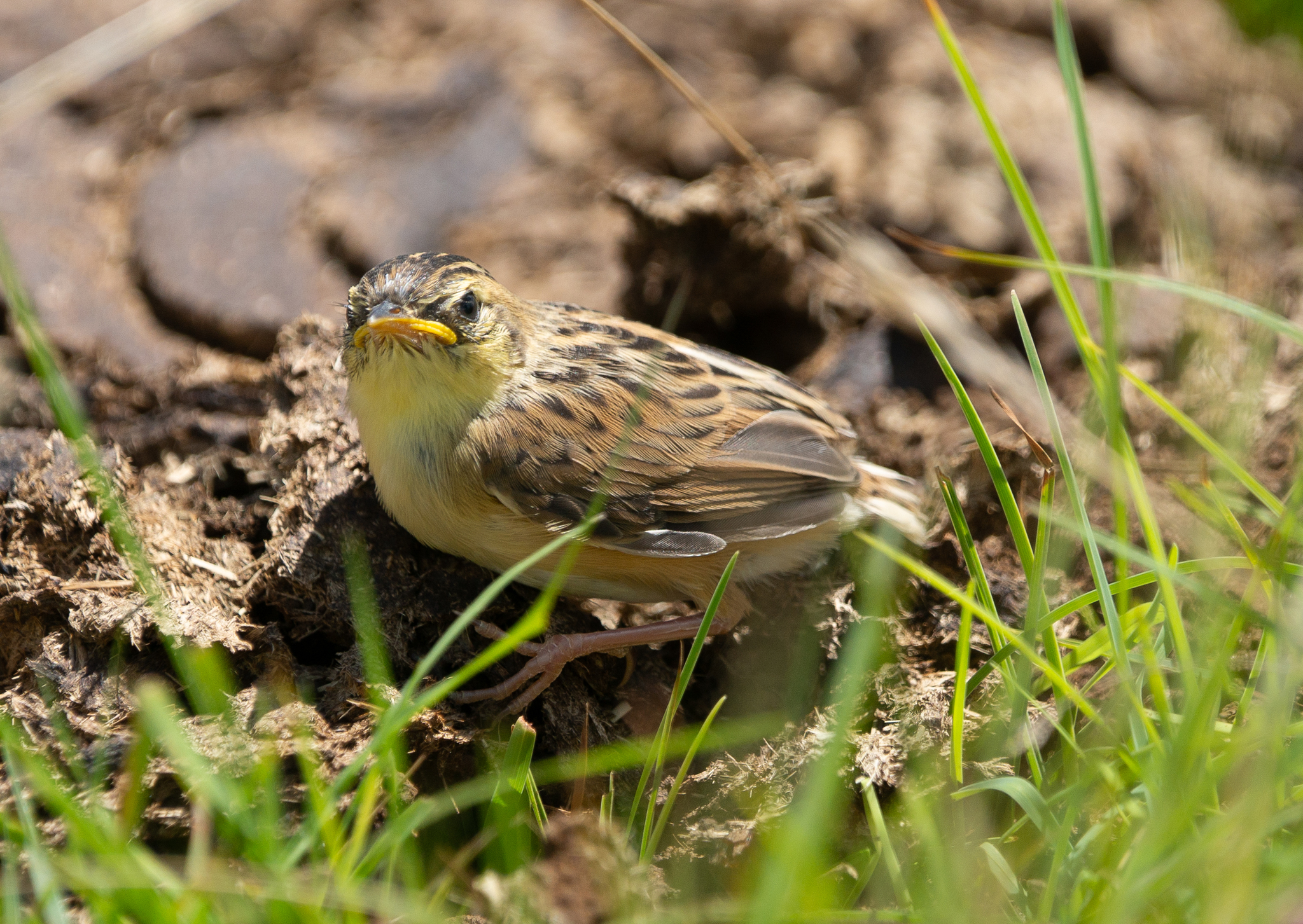 Wing-snapping Cisticola (Cisticola ayresii), photo 7