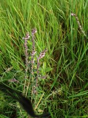 Odontites vernus