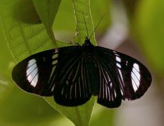 Hypocrita fenestraria