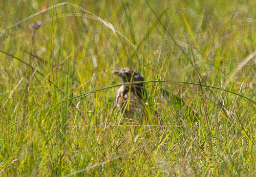 Botha's Lark (Spizocorys fringillaris), photo 3