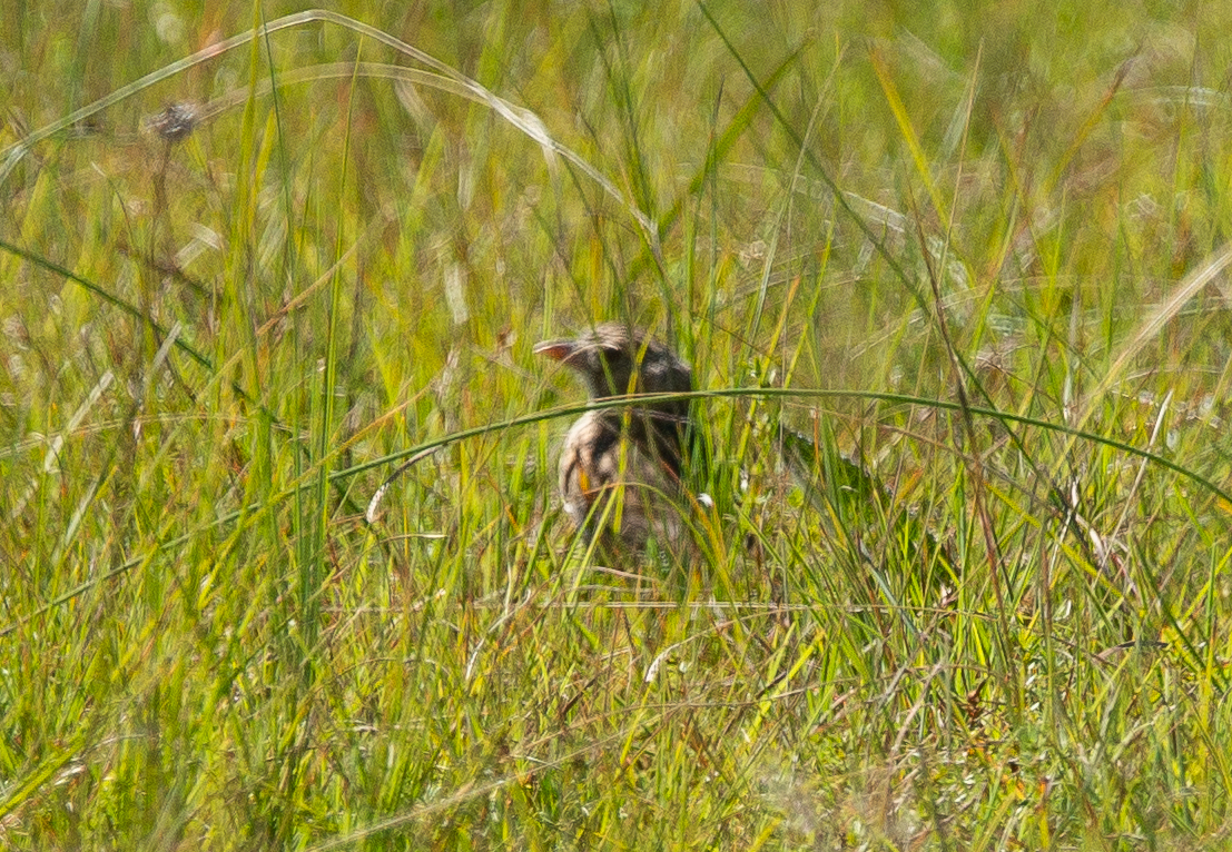 Botha's Lark (Spizocorys fringillaris), photo 3