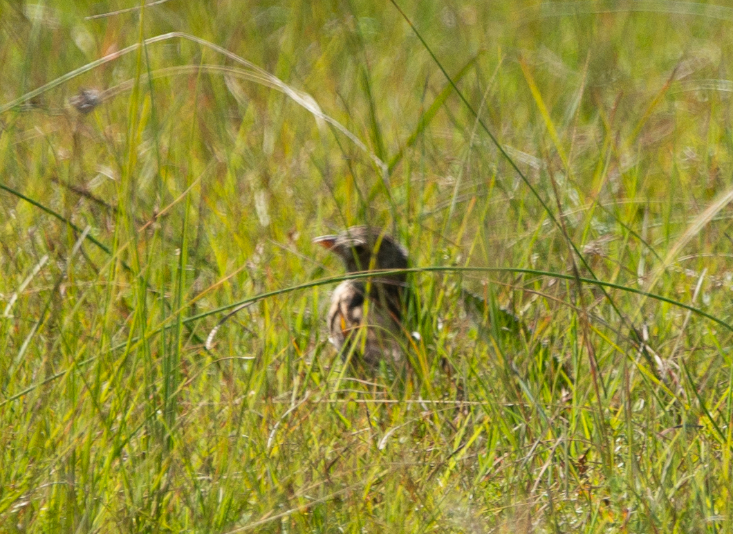 Botha's Lark (Spizocorys fringillaris), photo 4