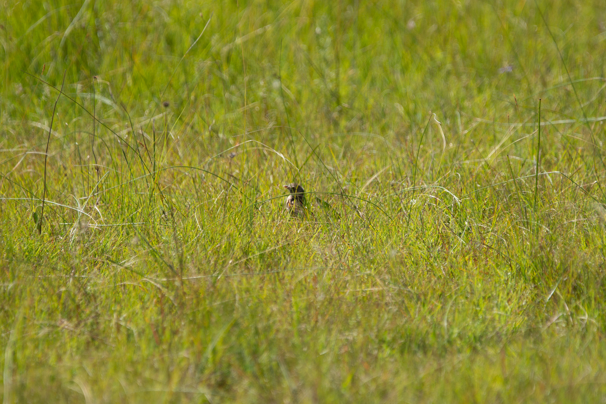 Botha's Lark (Spizocorys fringillaris), photo 5