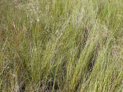 Fimbristylis castanea