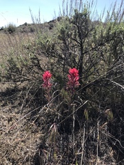 Castilleja angustifolia angustifolia