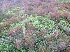 Pelargonium tomentosum