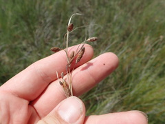 Fimbristylis castanea