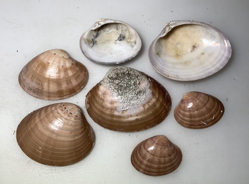 Smooth Clam