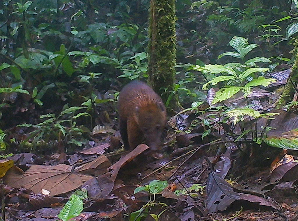 South American Coati