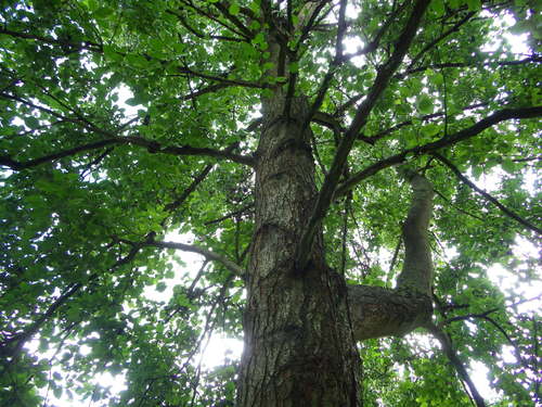 Italian alder