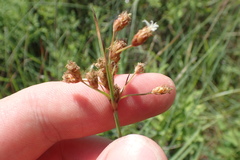 Fimbristylis caroliniana