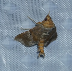 Radara nealcesalis