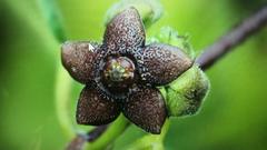 Matelea tezcatlipocantha