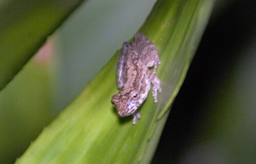 Ilha de Porcos Pequena Snouted Tree Frog, Ololygon faivovichi