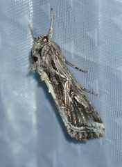 Spodoptera dolichos